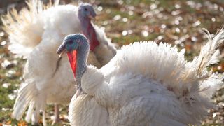 The Fade Five Podcast - Turkey Day Plays (NFL). Photo by Lily Smith/The Register / USA TODAY NETWORK via Imagn Images